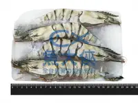 在飛比找樂天市場購物網優惠-野生海草蝦(實重430g/4尾/盒)#430-1C4A【魚大