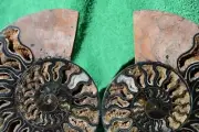 a3951xx RARE 1 n 100 BLACK Ammonite PAIR Deep Crystals 110myo FOSSIL 188mm 7.4"