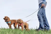 在飛比找松果購物優惠-日本Petio《小型犬絢麗系列-雜技團》XXS充泡胸背 +牽