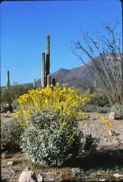KODACHROME COLOR SLIDE 1982 - ARIZONA DESERT - ORIG ONE OF A KIND