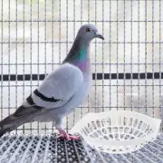 Breeding Bird Egg Basin Nest Canary Bird Cage Bed Nests Cages Accessories Birds