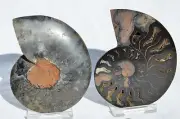 RARE 1n100 BLACK PAIR Ammonite Crystal LARGE 89mm Dinosaur FOSSIL 3.5" n2257xx
