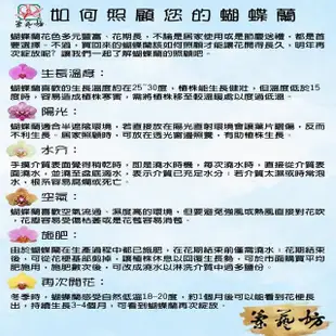 【蘭藝坊】蝴蝶蘭1.7吋禮盒-大方金(蝴蝶蘭禮盒)