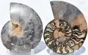 Large Black Ammonite Pair 187mm Deep Crystals XLARGE 7.4" 110myo Fossil 3071tt