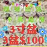 多肉植物🌵【3盆$100】3吋盆｜🌺購滿$100元，即可加購｜限購2組.品種不重複｜請勿單拍