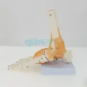 Life Size Foot Joint With Ligaments Anatomical Skeleton Model Medical Anatomy B3