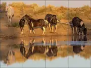 Horse Tile Backsplash Carol Walker Equine Photography Ceramic Mural POV-CJW004