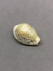 Cypraea Naria turdus 31.2 mm, Collectible shells, sea shell