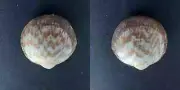 #0038 Glycymeris Undata Linne, Granville, 41mm Clam shells