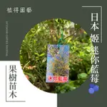 植得｜日本姬 迷你藍莓🫐｜果樹苗木