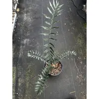 在飛比找蝦皮購物優惠-Encephalartos horridus 非洲霸王蘇鐵