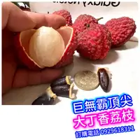 在飛比找蝦皮購物優惠-大丁香荔枝盆栽【專業果農產果品種】無核荔枝 鵝蛋荔枝 無籽荔