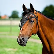 Horze Simple Fly Veil