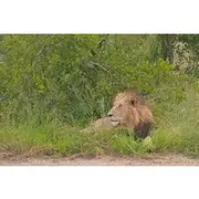 Save 5.00%! Kruger Park Safari from Maputo