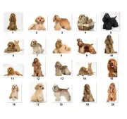 30 Personalized Address labels Cocker Spaniels (cs1)