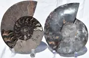 Large Ammonite Pair Deep Crystal Cavity 110myo Fossil 216mm XXLARGE 8.5" 2275uu