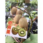 卉迎園藝 奇異果嫁接苗（公株）6吋美植袋 單價700元