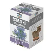 Mr Fothergill's Jacaranda Bonsai Kit