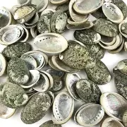 100PC Natural Green Round Donkey Ear Abalone ShellAbalone Seashells for Craft...