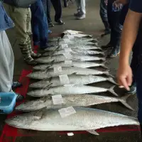 在飛比找蝦皮購物優惠-澎湖新鮮土魠魚