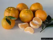 Buy Dwarf Mandarin Pixie Fruit Trees (Citrus reticulata)