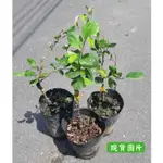 【雪十六蜜棗】嫁接苗 春雪蜜棗 雪天王 雪天后 牛奶蜜棗 帝王蜜棗 五十蜜棗 大果蘋果蜜棗 大果雪蜜棗 春雪蜜棗