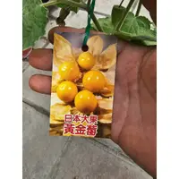 在飛比找蝦皮購物優惠-李家果苗 大果燈籠果 日本黃金莓 6吋盆 其他果樹 目前有花