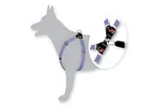 BlackDog Wear Dog Harness Step in Style [Large Purple]