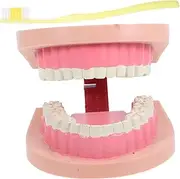 IWOWHERO Realistic Teeth Teaching Model for Portable Dental Model for Elementary Science Education and Oral Health Learning for Classroom and Home Use