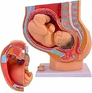 1:1 Life-Size Pregnancy Anatomical Models, 4D Human Pregnancy Pelvis Anatomy Model, with Removable Pregnancy 9 Months Baby Fetus Model, Ovarian Model, for Human Anatomy and Physiology Education
