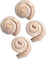 CATIEBYE 4pcs Specimen Science Decorations Ornament Adornment Model Decor Sample Snail Simulation Model Student Teaching Educational Plaything Teaching Tool