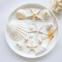 在飛比找ETMall東森購物網優惠-ins天然海螺海星貝殼珊瑚拍照道具 海洋地中海裝飾擺件攝影背
