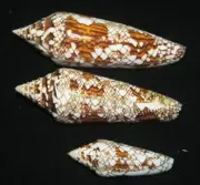 45 , 76 , 86 mm 3 SOURCE Conus Bengalensis Seashell INDONESIA THAI MYANMAR