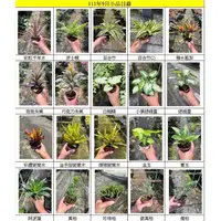 在飛比找蝦皮購物優惠-【花無缺❶號】小品植物⚇彩鑽變葉木/金手指變葉木/嫦娥變葉木