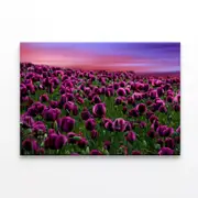 Sunset on a Field with Poppies Print 100% Australian Made 150 x 100cm (Stretched)