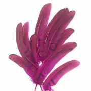 Under 6" Reeves Pheasant Tail Feather x 10 pcs - Cerise