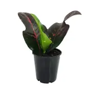 70mm Croton Ambon - Codiaeum variegatum