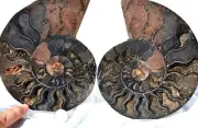 Large Black Ammonite Cut PAIR Deep Crystals XXLARGE 6.4" 162mm n2651xy