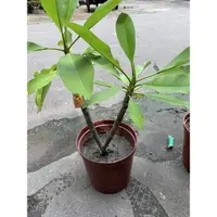 在飛比找蝦皮購物優惠-花園植物工坊♥喬木植物♥黃金香水雞蛋花(冬天會掉光葉子=落葉