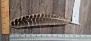 Big Barred Turkey Feathers - Product of the USA! - Archery - Crafts - Ships Free