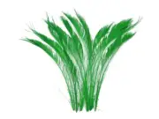 50 Pieces - 10-12" Green Bleached & Dyed Peacock Swords Cut Wholesale Feathers
