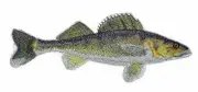 Walleye Fish Embroidered Iron On/Sew Patch [7" x5.5"]