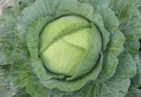 在飛比找Yahoo!奇摩拍賣優惠-高麗菜 玻璃菜 初秋品種 平價好味道 種苗