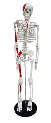 Human Skeleton Model 85 cm Numbered (Made In India)