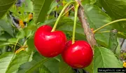 Buy Dwarf Cherry Lapins Grafted Fruit Tree Prunus avium