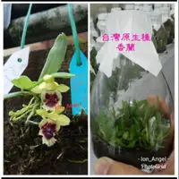 在飛比找蝦皮購物優惠-永安蘭園 蘭花 瓶苗 香蘭 ( Har retrocalla