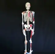 180cm Anatomical Human Skeleton Model with Ligaments & Painted Muscles - Medical