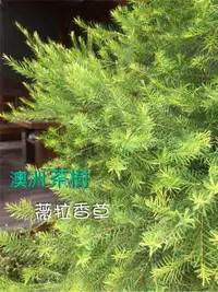 在飛比找蝦皮購物優惠-純露、澳洲茶樹純露、綠花白千層純露、艾草純露、咸豐草純露【無