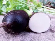 RADISH 'Black Spanish' seeds
