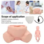 1:1 Life Size Midwifery Training Model Simulator Display Anatomy Female